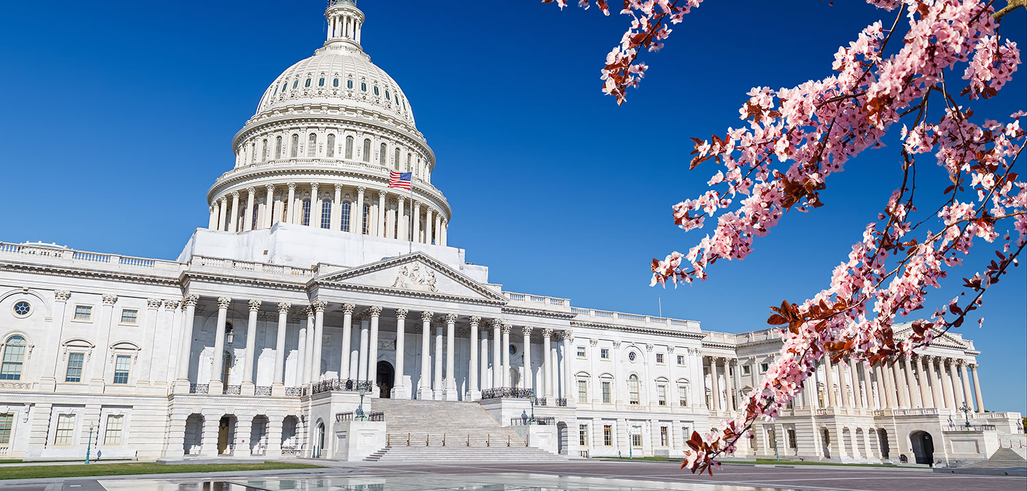 US capitol w cherry blossoms